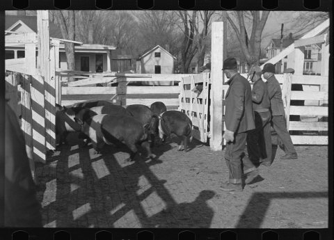 Stockyard attendants herding hogs into pens at stockyards