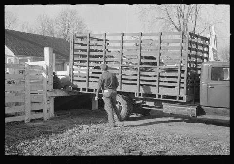 Unloading hogs at the stockyards