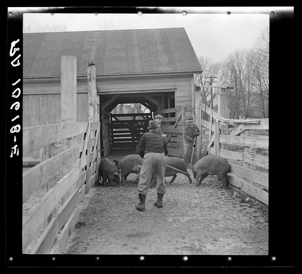 Driving hogs onto the weighing scales at the Aledo stockyards, Illinois