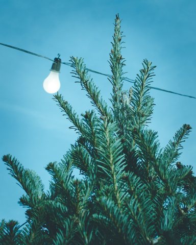Once Upon a Tree Lot (Unsplash)