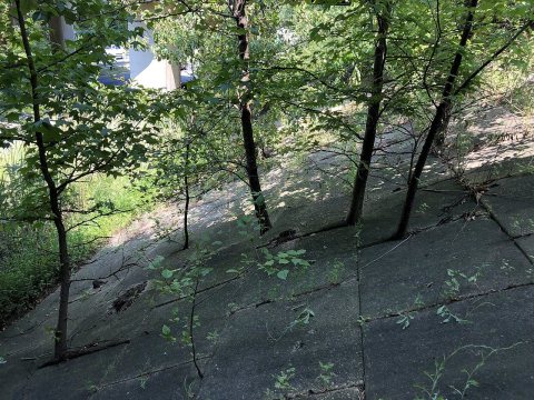 2020-08-26 12 56 05 Trees growing up through concrete slabs underneath an overpass for Interstate 595 and U.S. Route 50…