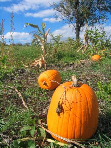 Damascus pumpkin picking