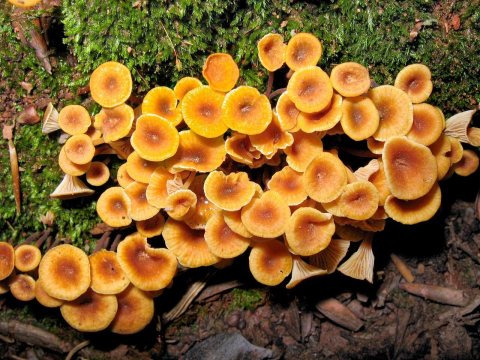Xeromphalina campanella 45207