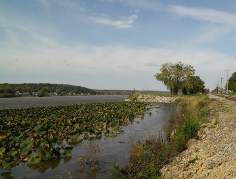 Lily pads along a channel of the Mississippi River