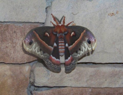 Hyalophora cecropia Female laying eggs