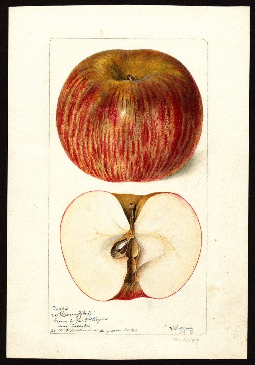 Pomological Watercolor POM00001657