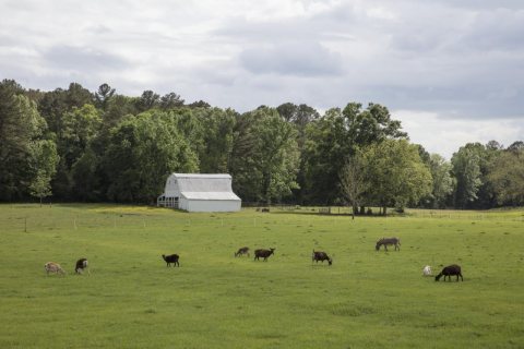 Goats and a donkey graze on a farm along the Natchez Trace Parkway