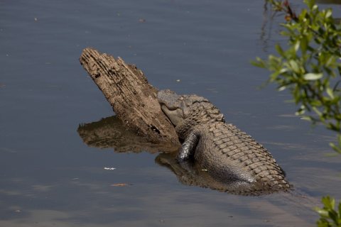 Gator Alley at the D'Olive Boardwalk Park in Daphne, Alabama, is filled with alligators sunbathing in the spring warmth