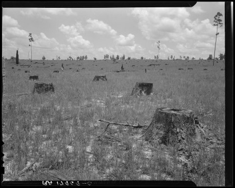 Cut-over long leaf yellow pine forest. The tract extends for thirty-seven miles. A lumber industry owner did no replant…