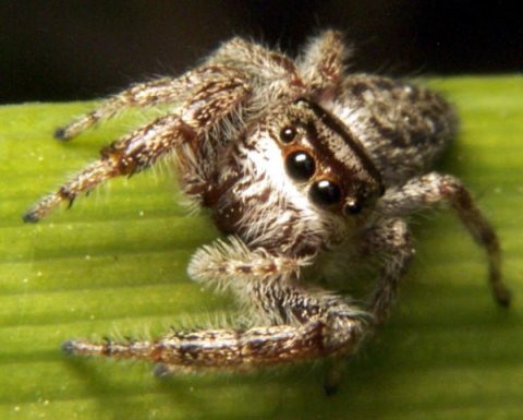 Salticidae Eris sp