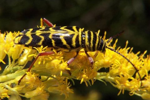 Locust borer wiki