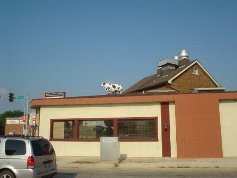Cow on Roof - panoramio - vx700