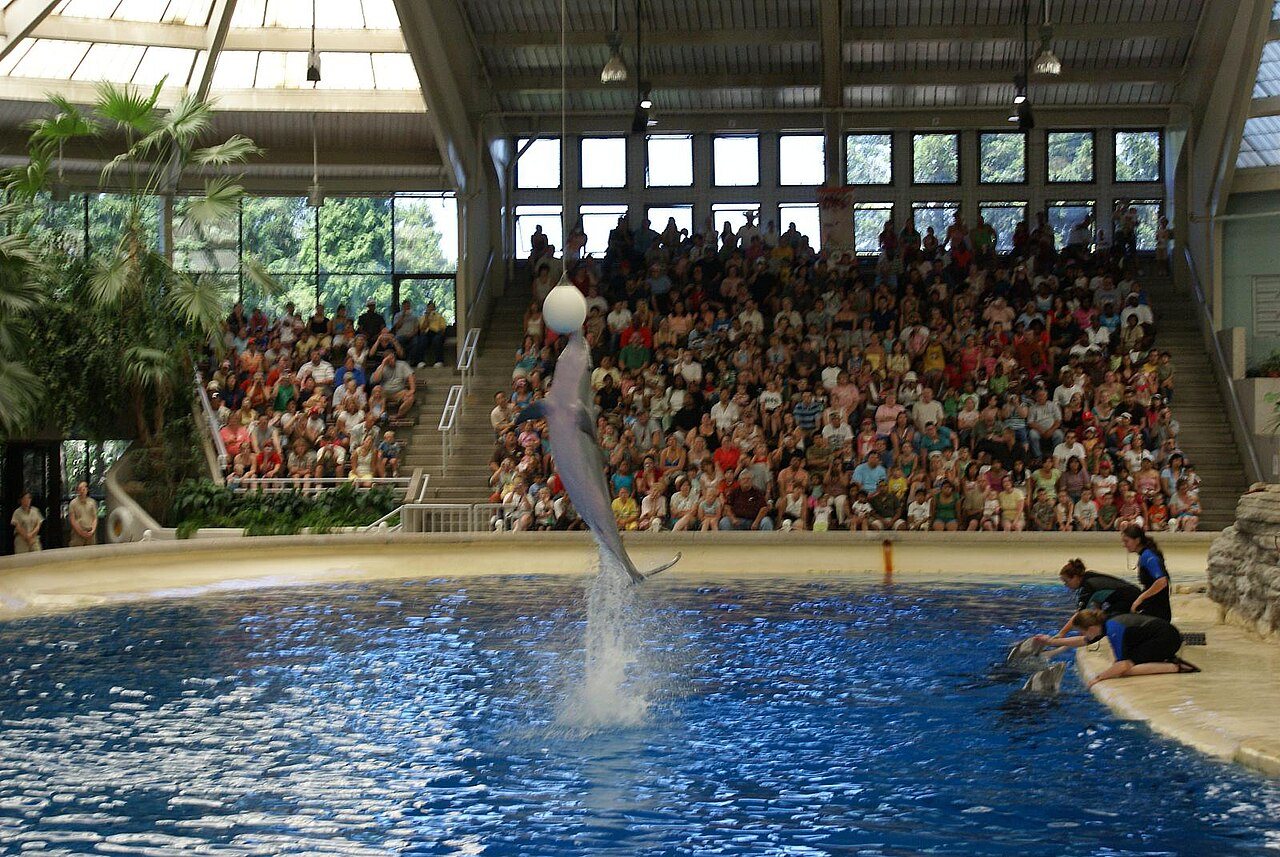 Dolphin Show 1