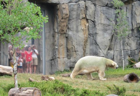 Mossy Polar Bear