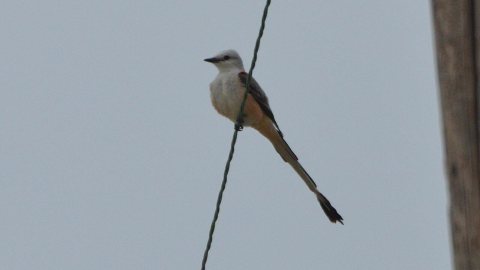 Scissor-tailed Flycatcher near Darst Bottom Road