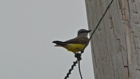 Western Kingbird near Darst Bottom Road