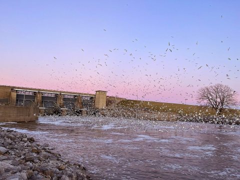 Seagulls-flying-at-carlyle-Dam