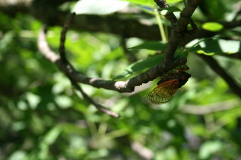 Cicada BroodXIII 1200x800