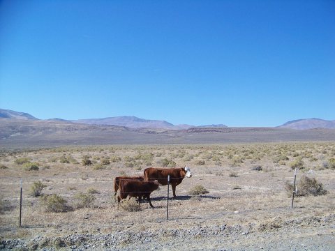 Washoe CR 34