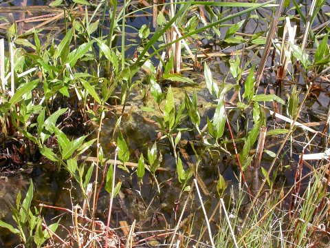 Polygonum amphibium