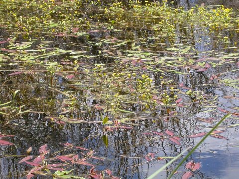 Polygonum amphibium