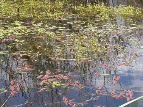 Polygonum amphibium