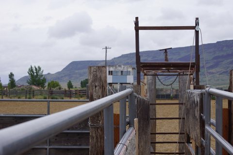 2014, Roping Steer's View of the World