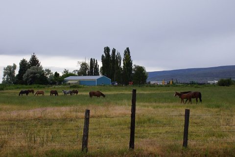 2014, Owyhee Horses