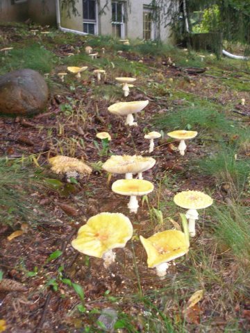 Cook Preserve, Kingston, NJ - panoramio (2)