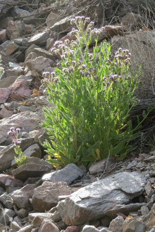 Phacelia integrifolia