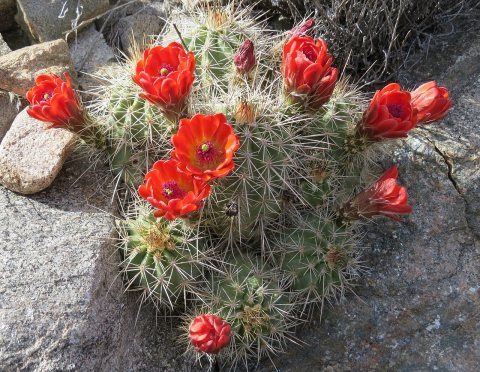 Echinocereus coccineus NM