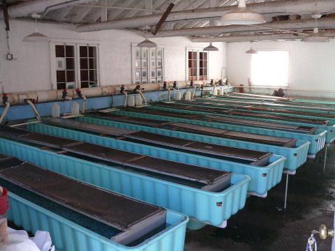 Glenwood - Fish hatchery - 3