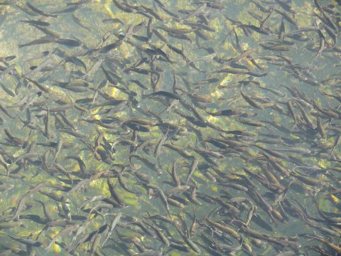Glenwood - Fish hatchery - 1
