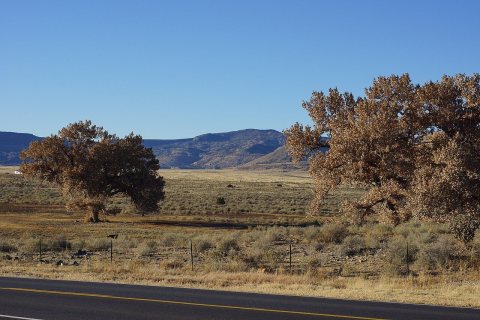2013, Cottonwoods and Dry Meadow, View NW