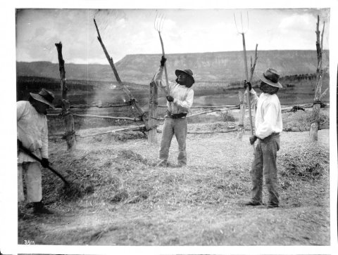 Laguna Indian men threshing wheat at Paquate, New Mexico, ca.1900 (CHS-3911)