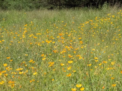 California Poppies Gila River Bird Habitat Gila NM 2018-08-18 11-06-09