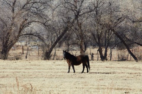 A handsome horse beside a wintertime copse of trees near La Cienega in a vast valley southwest of Santa Fe, New Mexico