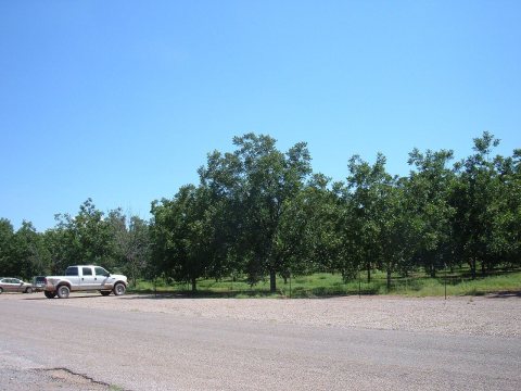 Pecan Groves