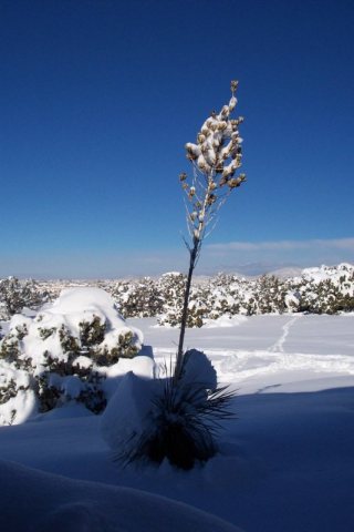 EldoradoSnow