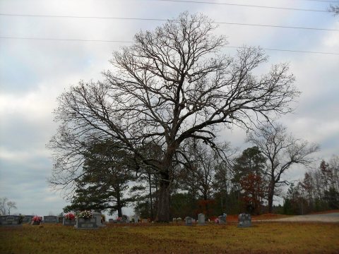 Hamilton, AL, USA - panoramio (3)
