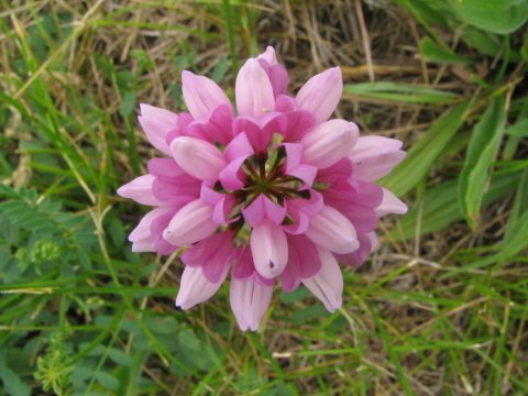 Meadow flower Illinois above