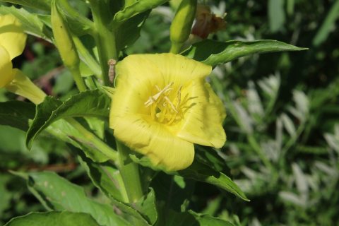 Flowers of Massapequa Preserve 2021f