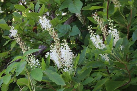 Flowers of Massapequa Preserve 2021k