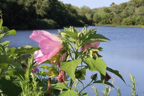 Flowers of Massapequa Preserve 2021n