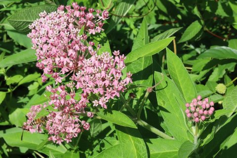 Flowers of Massapequa Preserve 2021e