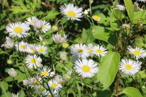 Flowers of Massapequa Preserve 2021j