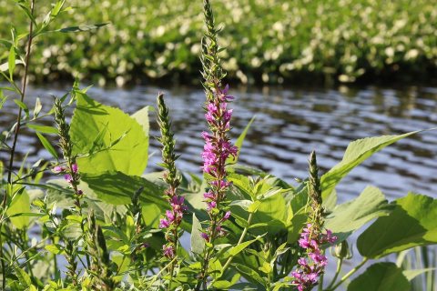 Flowers of Massapequa Preserve 2021p