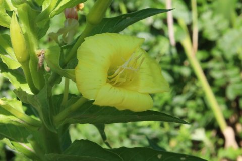 Flowers of Massapequa Preserve 2021g