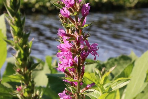 Flowers of Massapequa Preserve 2021q