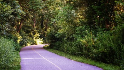 The Winding Path in the Massapequa Preserve